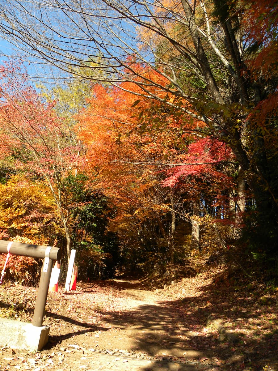 湖周歩道の紅葉
