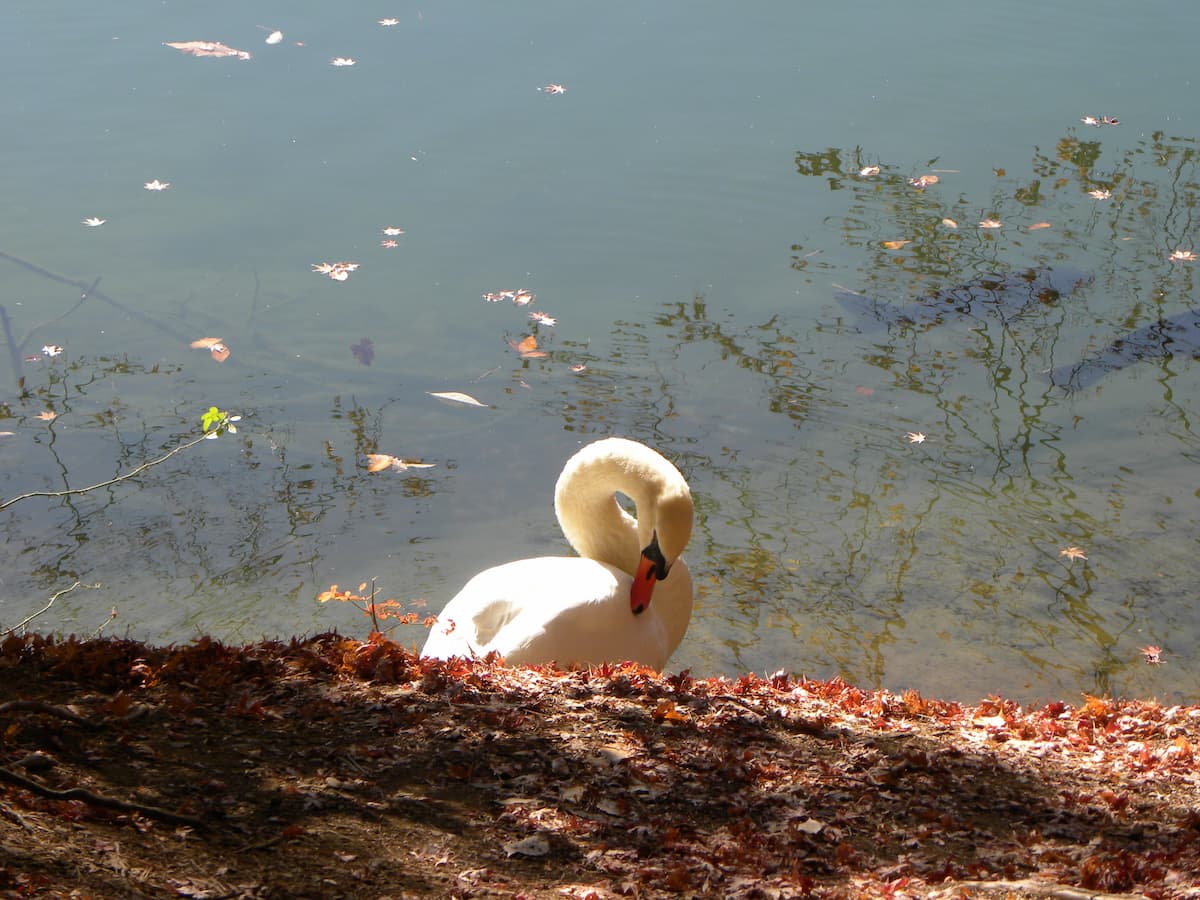 紅葉の葉が落ちる湖と鳥